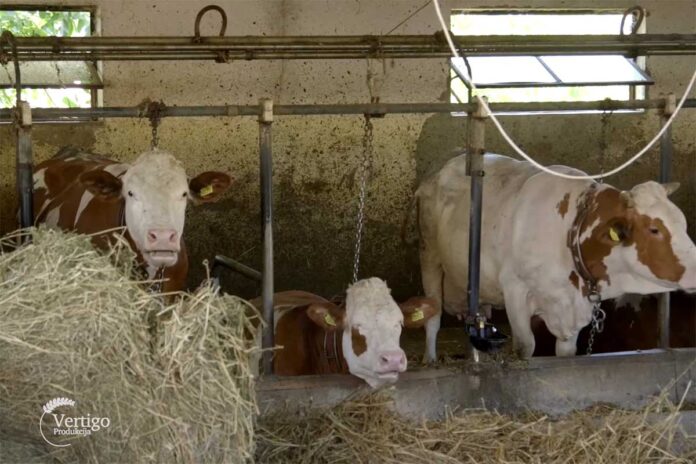 Agrosaveti---farma-krava---simentalska-rasa---01