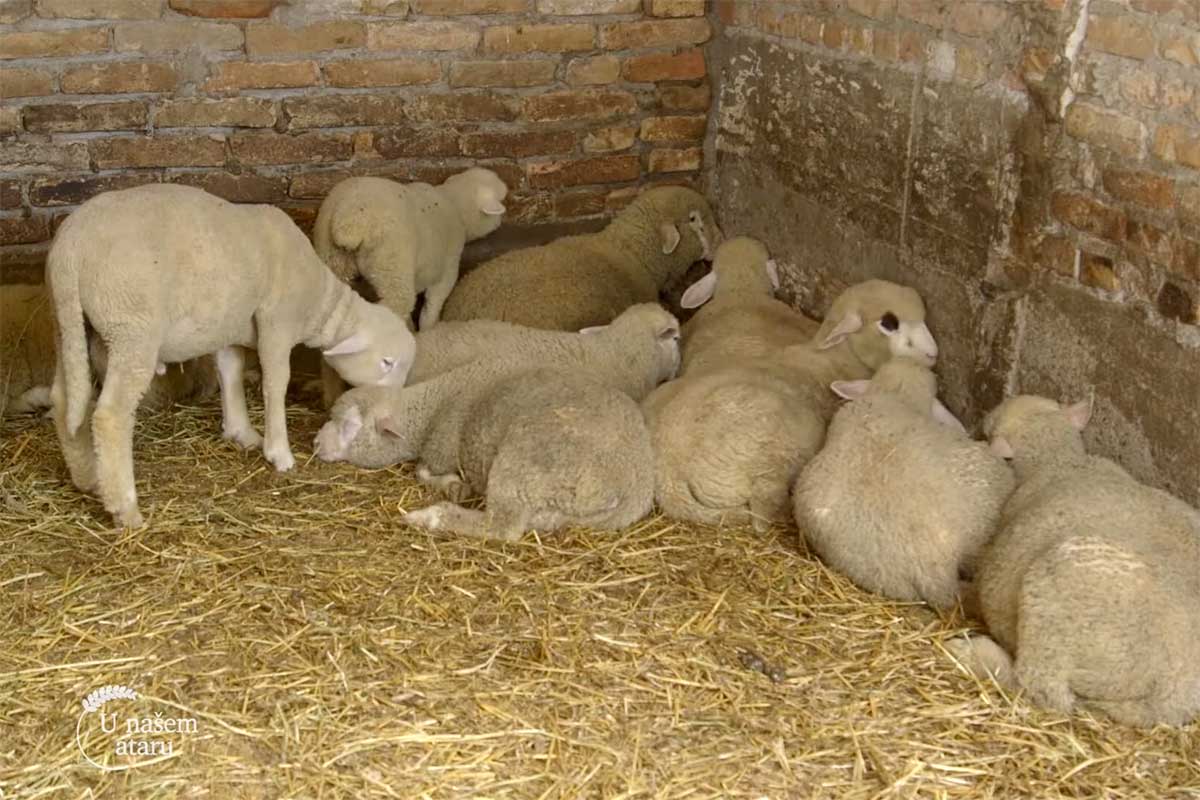 Agrosaveti---ovce---Il-de-frans---Beska---01