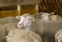 Agrosaveti---ovce---Il-de-frans---Beska---02