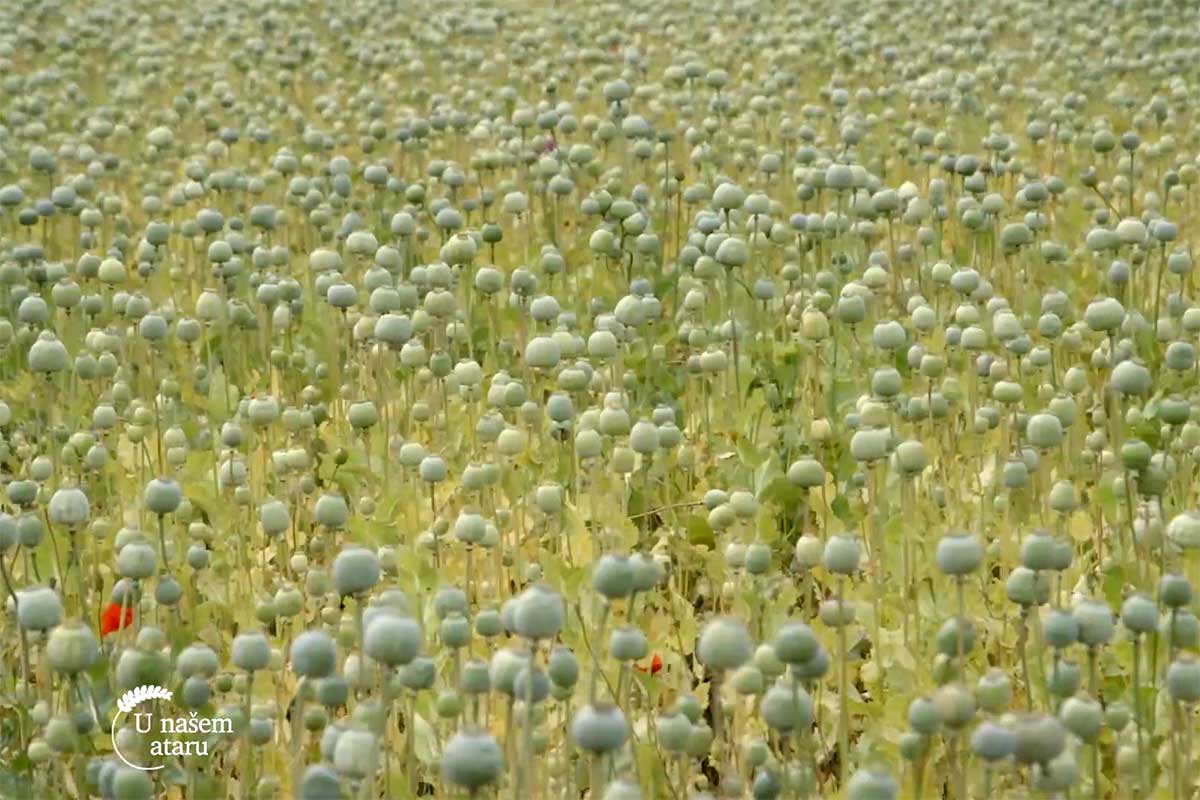 Agrosaveti---proizvodnja-maka---Krcedin---02