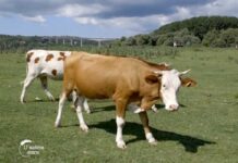 Agrosaveti---sistem-krava-tele---Krcedinska-ada---03