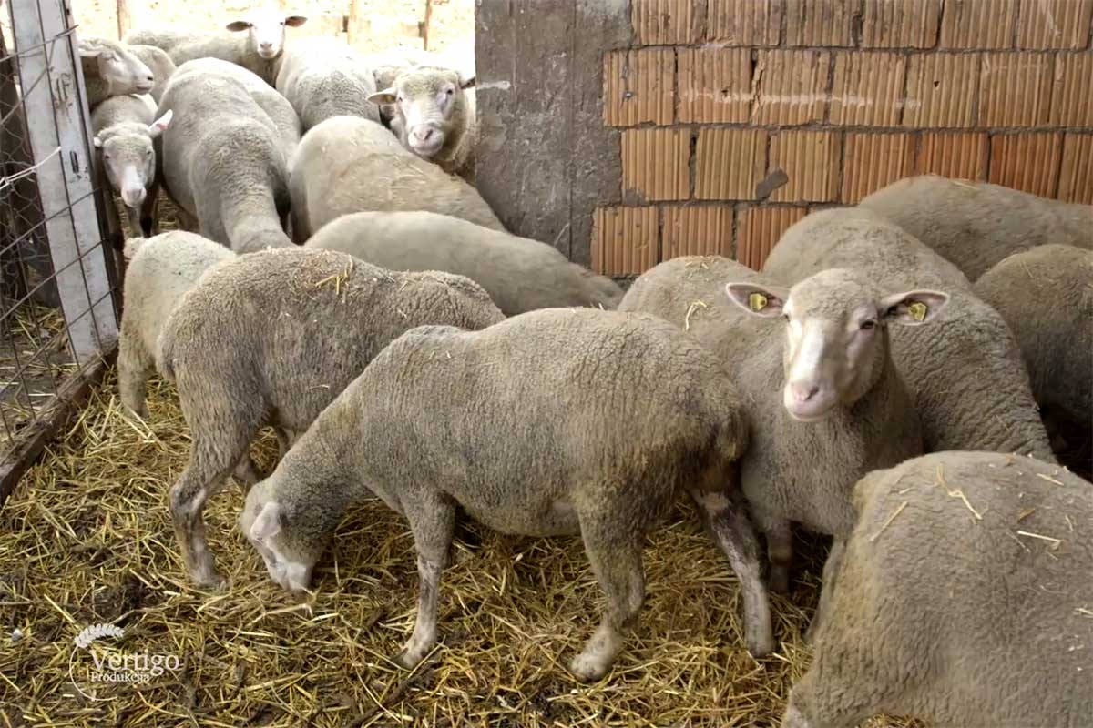 Agrosaveti---uzgoj-ovaca---Kulpin---01