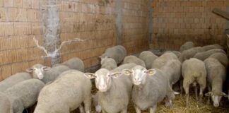 Agrosaveti---uzgoj-ovaca---Kulpin---02