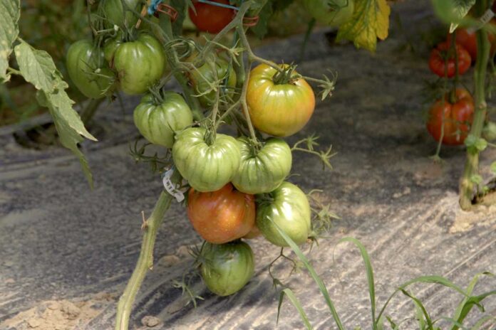 Agrosaveti---volovsko-srce---paradajz---organska-proizvodnja---01 Agrosaveti---volovsko-srce---paradajz---organska-proizvodnja---01