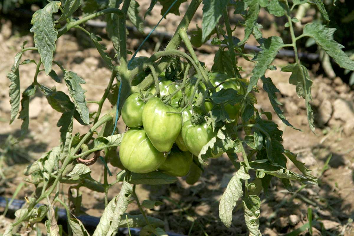 Agrosaveti---volovsko-srce---paradajz---organska-proizvodnja---02