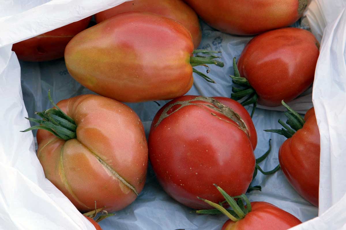 Agrosaveti---volovsko-srce---paradajz---organska-proizvodnja---04