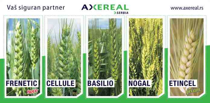 Agrosaveti---Axereal-bilbord-PSENICA-2020-500x245-6