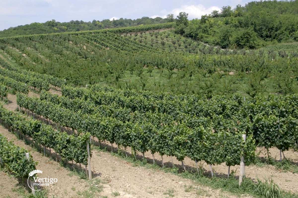 Agrosaveti---Manufaktura-Spasic---02