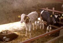 Agrosaveti---Otkupna-cena-junadi---02