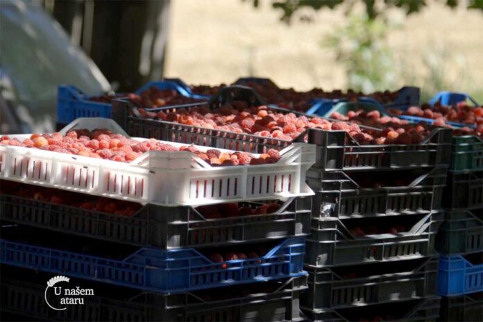 berba maline Agrosaveti---berba---malina---Badovinci---02