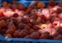 Berba malina u selu Badovinci Agrosaveti---berba---malina---Badovinci---03