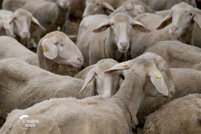 Agrosaveti---ovcarska-zadruga---farma-ovaca---03 Agrosaveti---ovcarska-zadruga---farma-ovaca---03