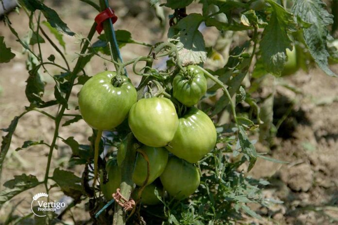 Agrosaveti---paradajz---volovsko-srce---02