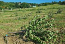 Agrosaveti---posecen-vocnjak---04