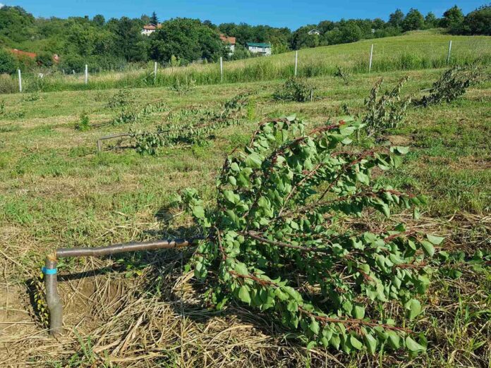 Agrosaveti---posecen-vocnjak---04