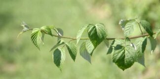 Agrosaveti---sta-sa-orezanim-granjem---01