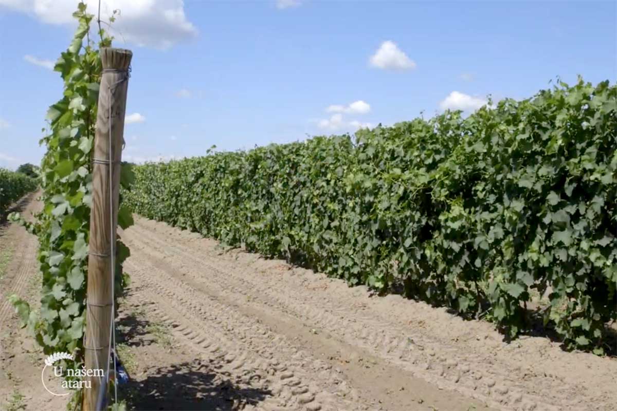 Agrosaveti---vina-sa-peska---Backi-Vinogradi---01