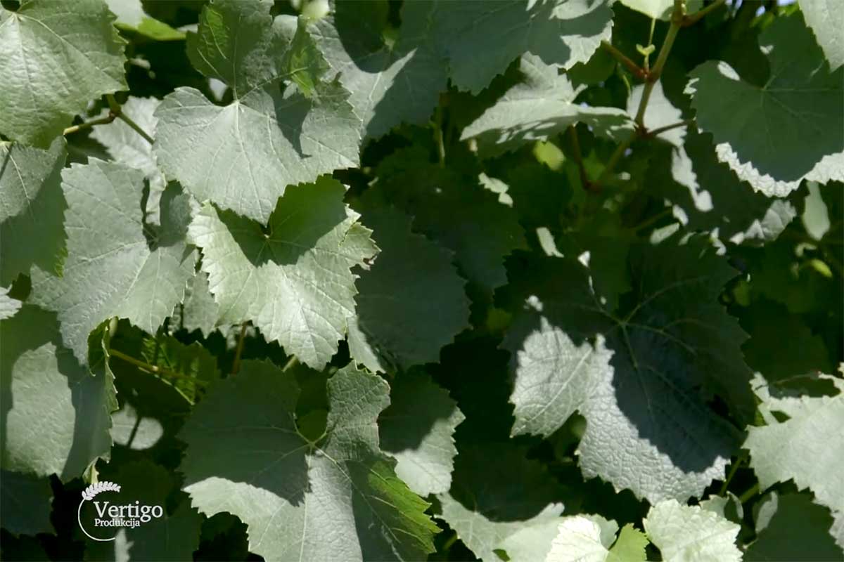 Agrosaveti---vina-sa-peska---Backi-Vinogradi---02