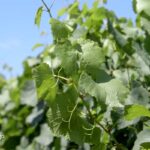 Vino sa peska – Bački Vinogradi Agrosaveti---vina-sa-peska---Backi-Vinogradi---03