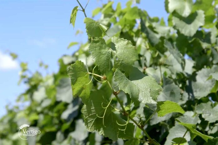 Agrosaveti---vina-sa-peska---Backi-Vinogradi---03 Agrosaveti---vina-sa-peska---Backi-Vinogradi---03