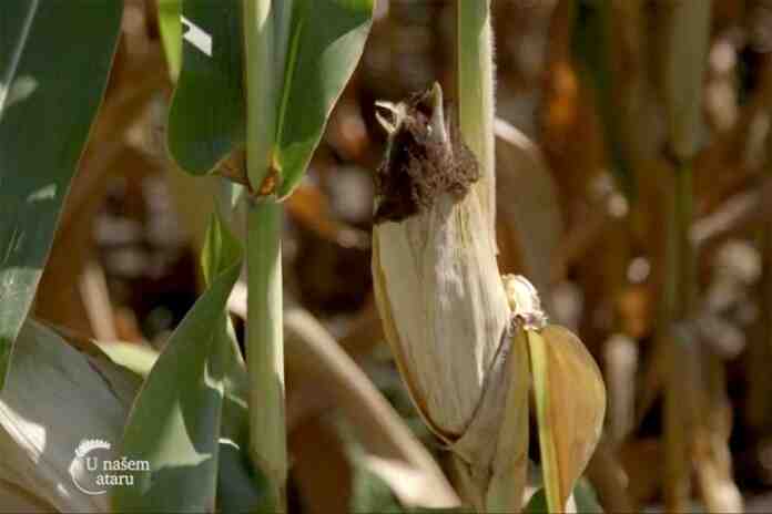 Agrosaveti---Turija---repa---soja---kukuruz---01 Agrosaveti---Turija---repa---soja---kukuruz---01