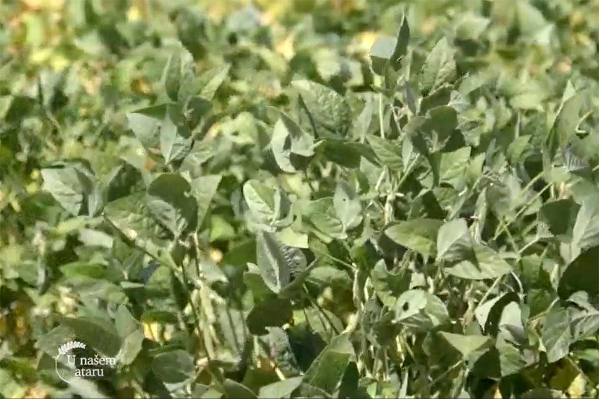 Agrosaveti---Turija---repa---soja---kukuruz---02