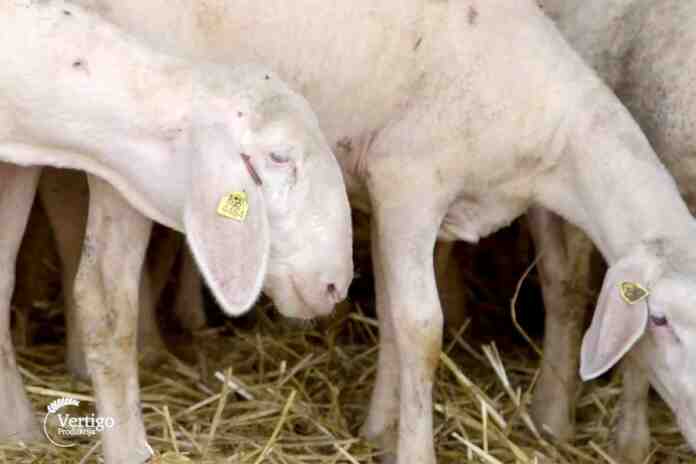 Agrosaveti---farma-ovaca-i-svinja---02
