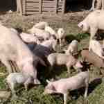Agrosaveti---farma-svinja---proizvodnja-kulena---02