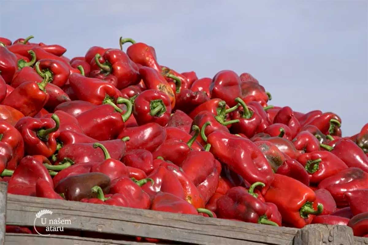 Agrosaveti---paprika---losa-godina---01