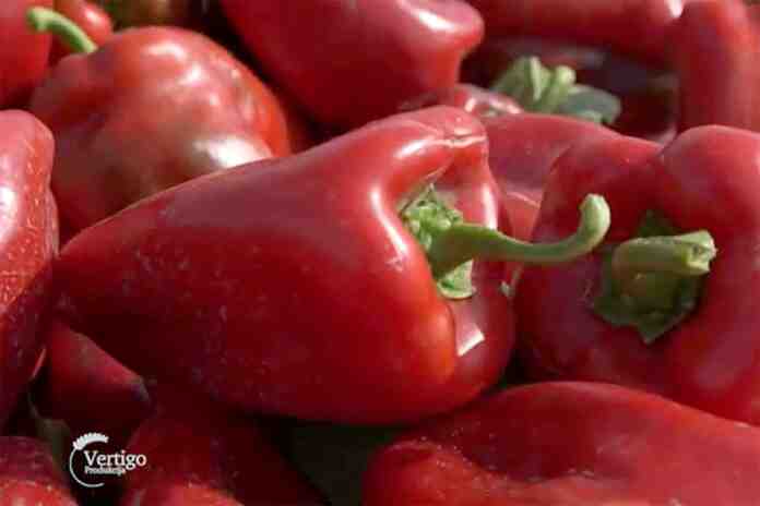 paprika Agrosaveti---paprika---losa-godina---02