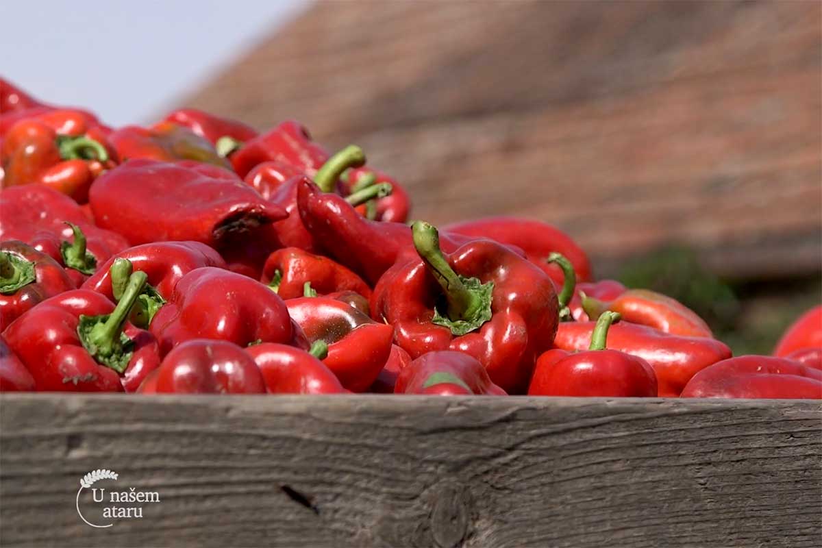 Agrosaveti---paprika---losa-godina---03