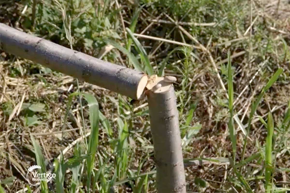 Agrosaveti---posecen-vocnjak---07