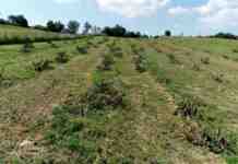 Agrosaveti---posecen-vocnjak---08