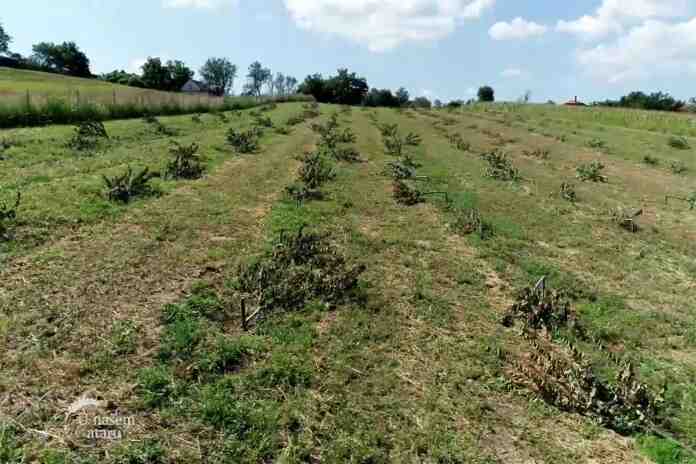 Agrosaveti---posecen-vocnjak---08 Agrosaveti---posecen-vocnjak---08