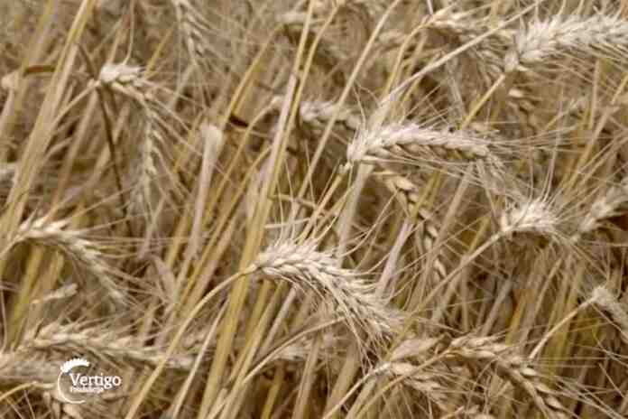 Agrosaveti---ratarska-godina-u-Macvi---01 Agrosaveti---ratarska-godina-u-Macvi---01