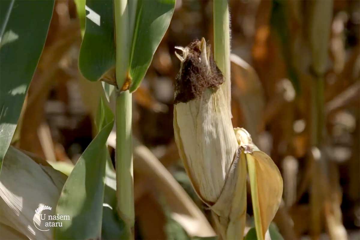 Agrosaveti---ratarska-godina-u-Macvi---03