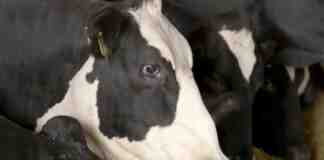 Agrosaveti---Frama-krava---Plavsic---Backa-Palanka---03