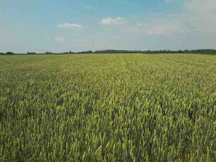 Agrosaveti---LG-psenice---NIKOL-2019
