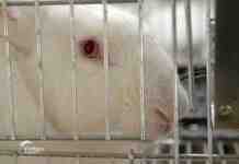 Agrosaveti---farma-kunica---Slobodan-MIjatovic-04