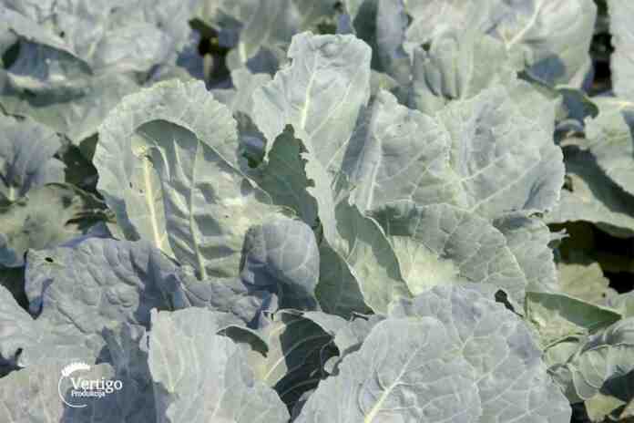Agrosaveti---proizvodnja-futoskog-kupusa---Begec---03