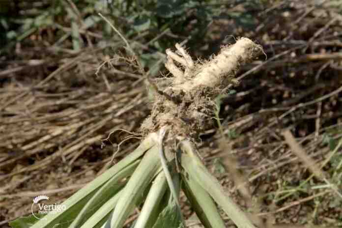 Agrosaveti---proizvodnja-rena---Glusci---01