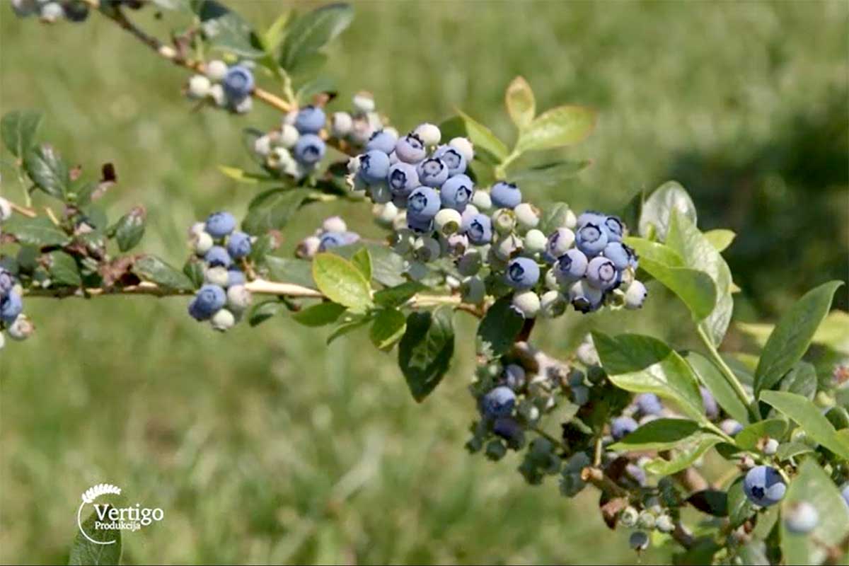 Agrosaveti---rezidba---borovnica---01