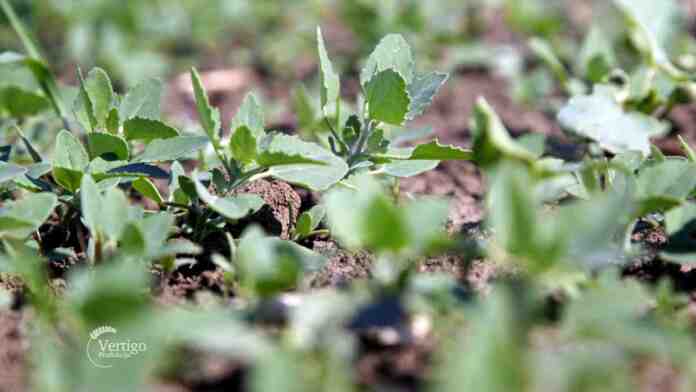 Agrosaveti---uljana-repica---repicina-vas-01