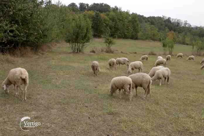 Agrosaveti---Albina---ovce---cobanica---01 Agrosaveti---Albina---ovce---cobanica---01