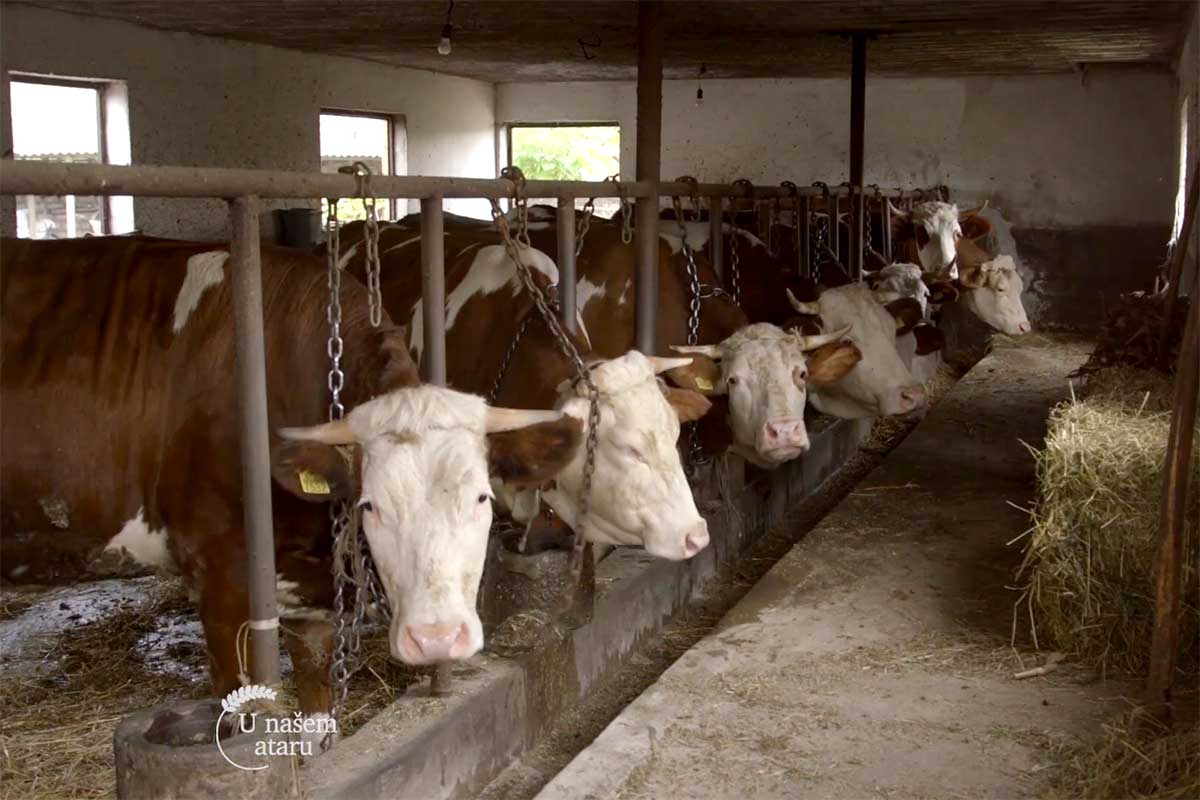 Agrosaveti---cena-mleka-i-bikova---02