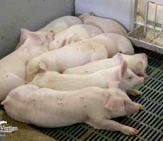 Agrosaveti---farma-svinja---Bac---03
