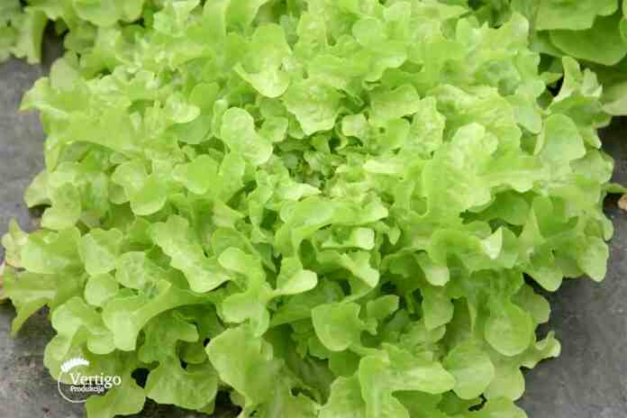 Agrosaveti---organsko-povrce---Letic---Cenej---01 Agrosaveti---organsko-povrce---Letic---Cenej---01
