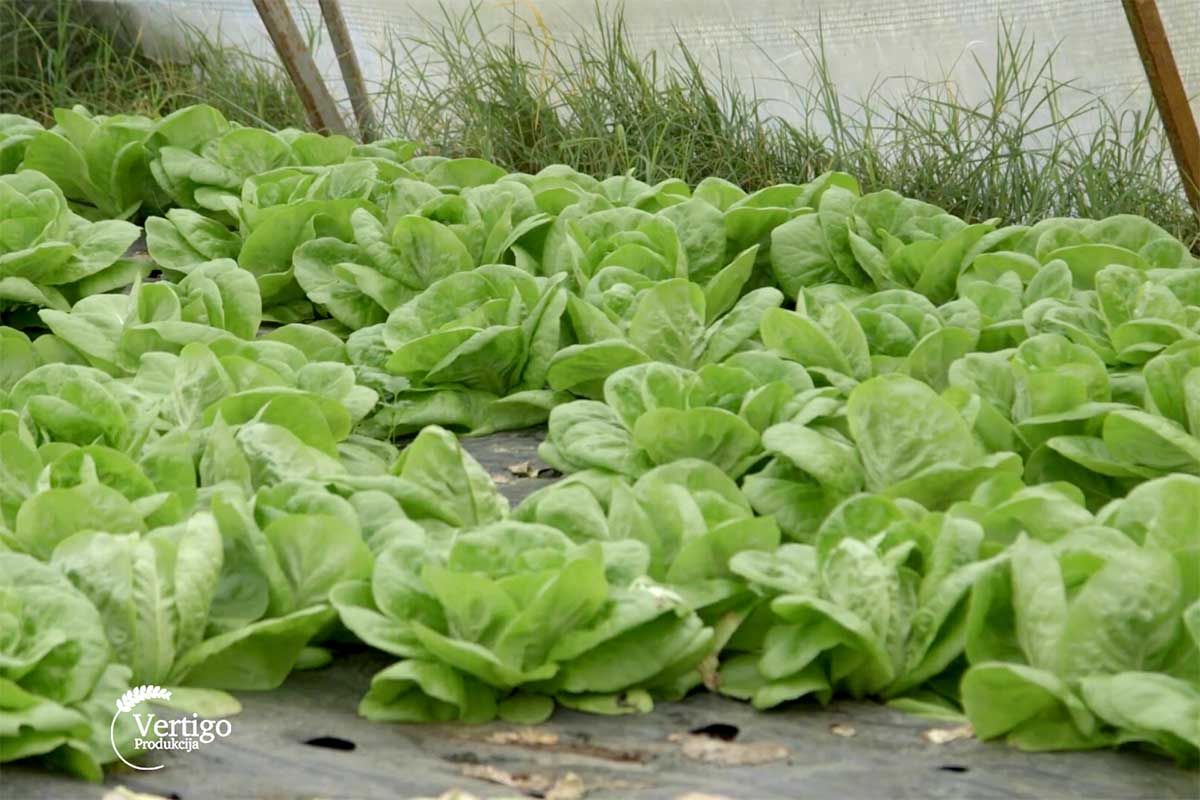 Agrosaveti---organsko-povrce---Letic---Cenej---03