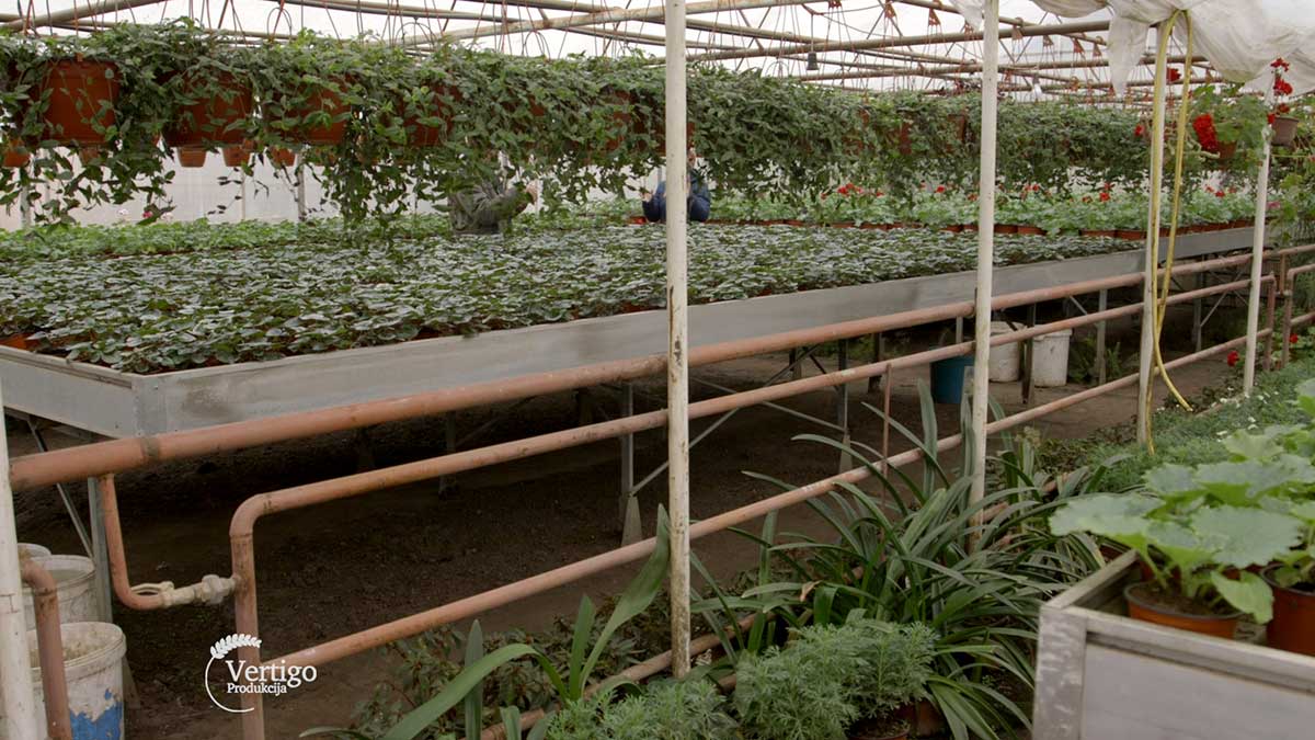 Agrosaveti---proizvodnja-cveca---01