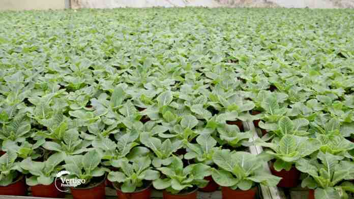 Agrosaveti---proizvodnja-cveca---02 Agrosaveti---proizvodnja-cveca---02